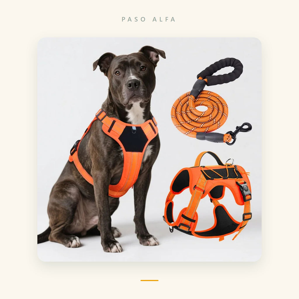 Pack Paseo Perfecto: arnés antitirones Paso Alfa con correa acolchada a juego