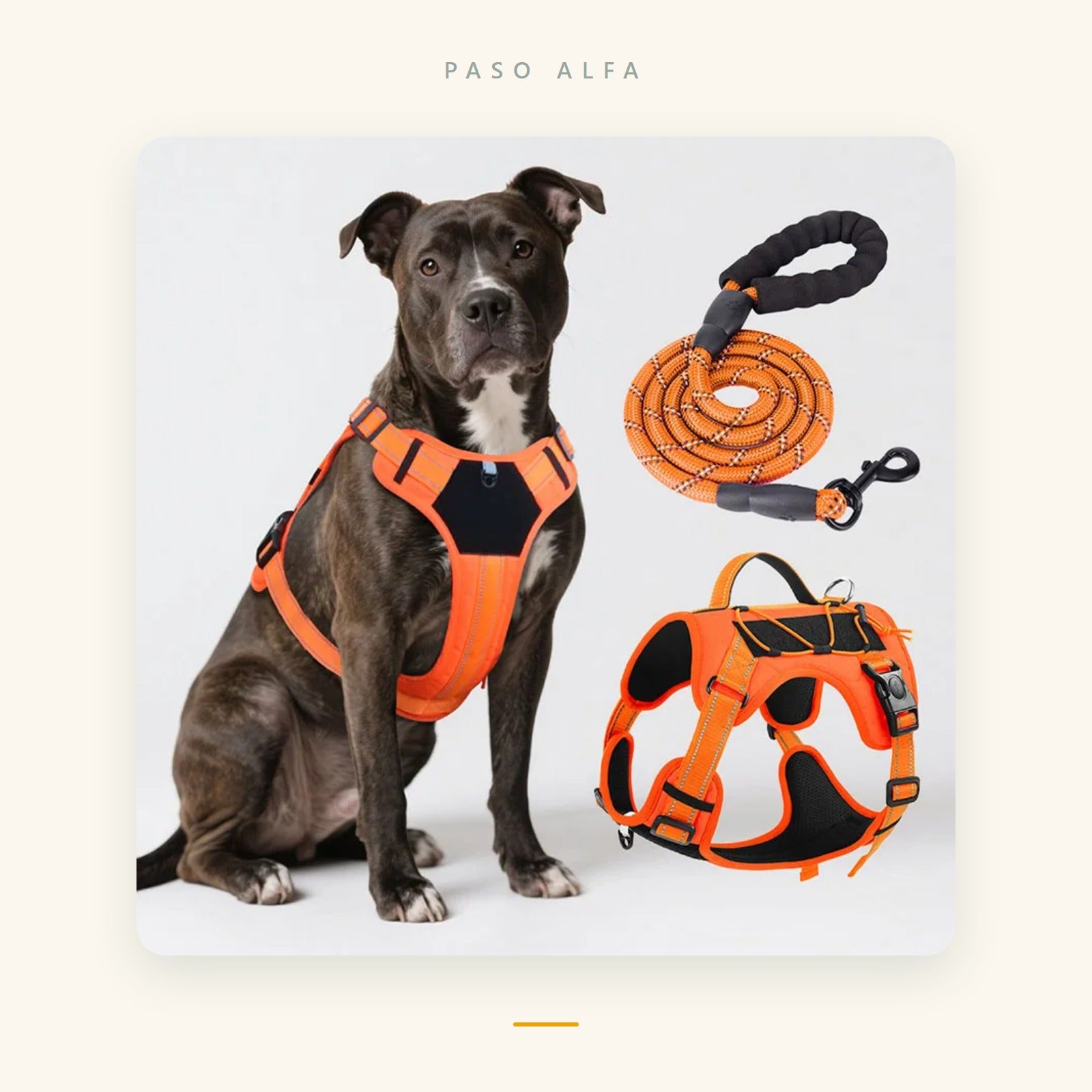 Pack Paseo Perfecto: arnés antitirones Paso Alfa con correa acolchada a juego