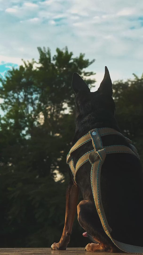 Perro sentado al aire libre con un arnes de pecho puesto