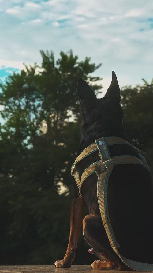 Perro sentado al aire libre con un arnes de pecho puesto