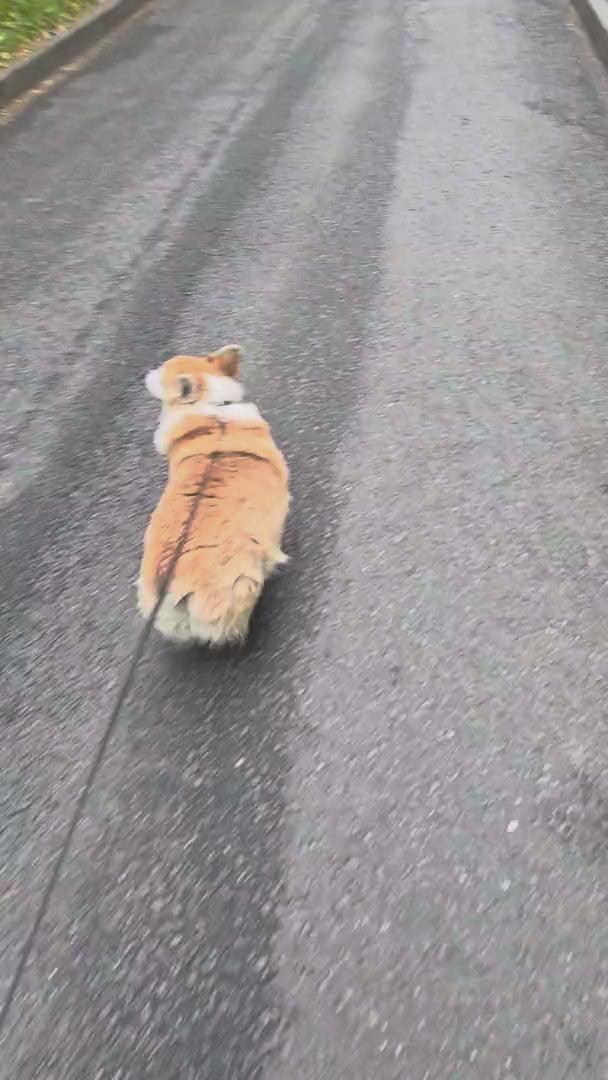 Paseo en primera persona: perro caminando por delante con la correa floja