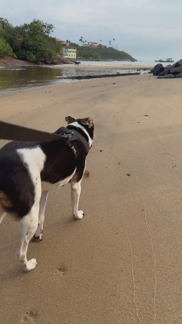 Perro con arnes y correa paseando tranquilo por la orilla de una playa
