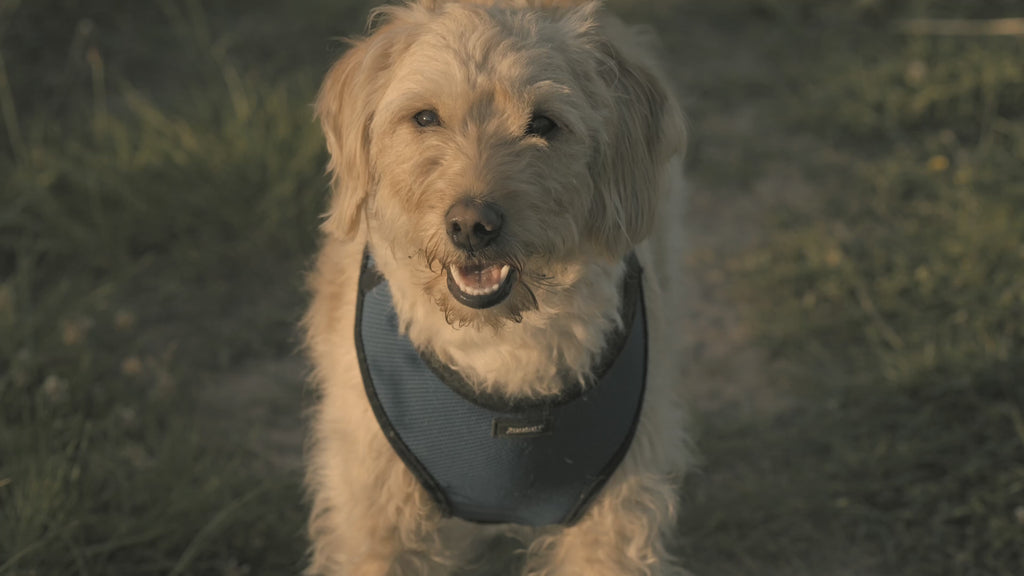Perro paseando tranquilo con arnés de pecho puesto, sin tirones en la correa