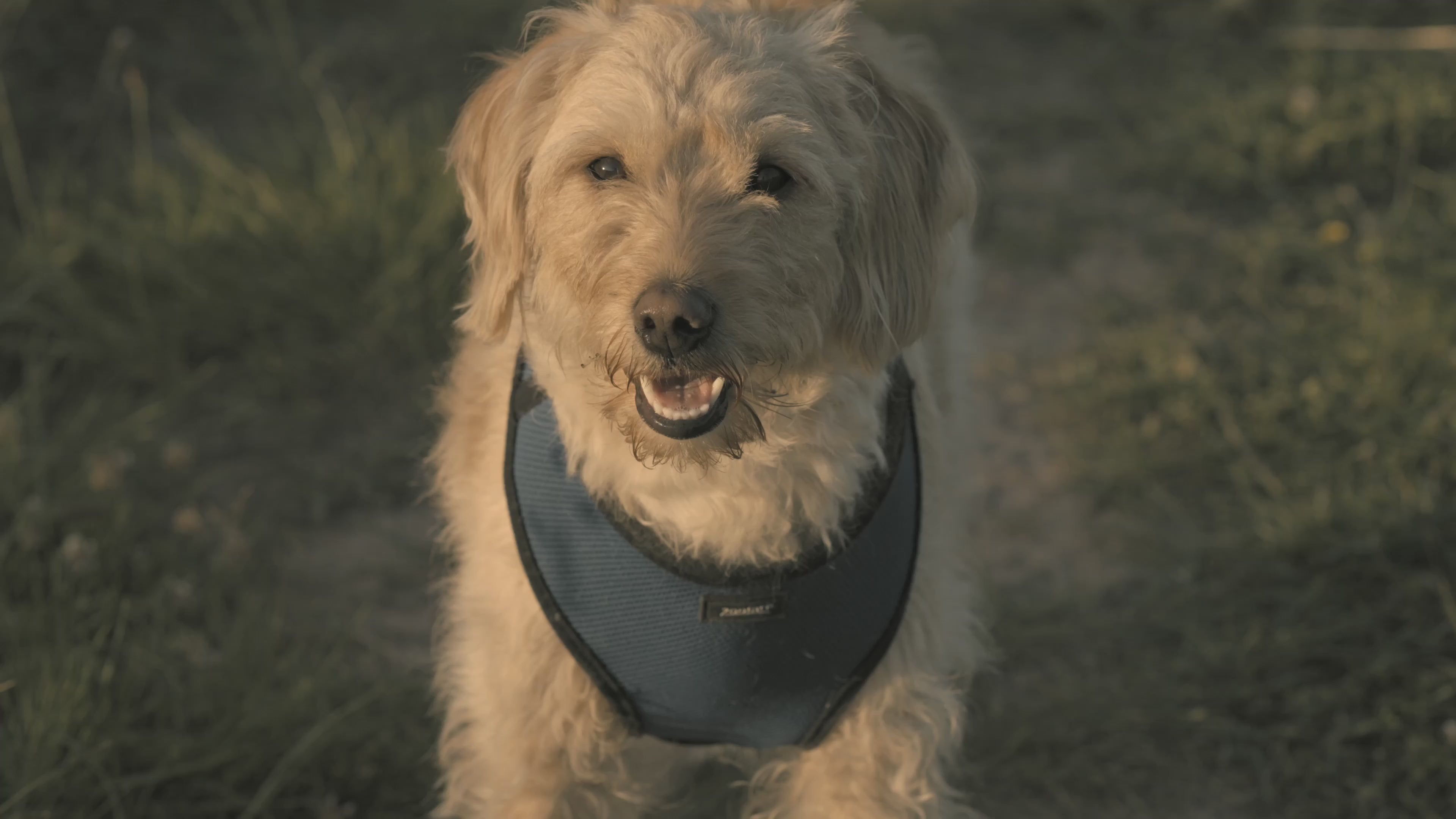 Perro paseando tranquilo con arnés de pecho puesto, sin tirones en la correa
