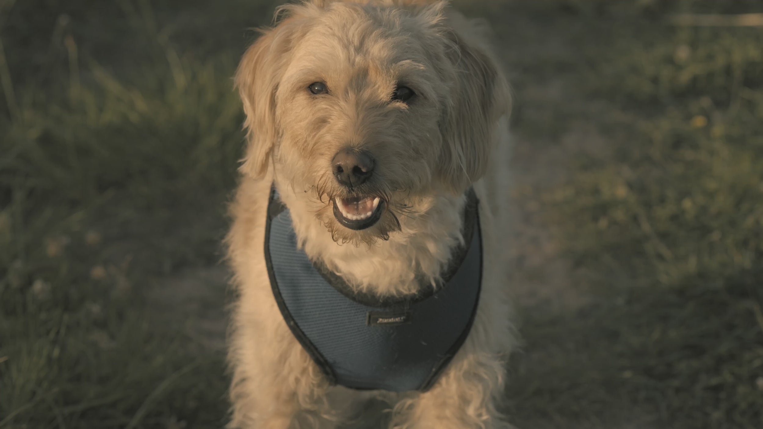 Perro paseando tranquilo con arnés de pecho puesto, sin tirones en la correa