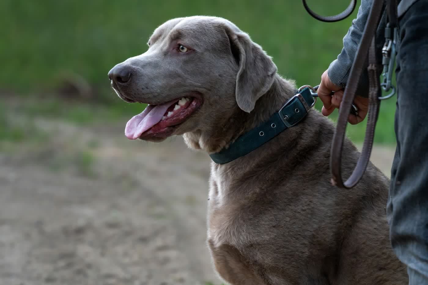 Perro paseando con un collar tradicional: toda la tensión de la correa se concentra en el cuello